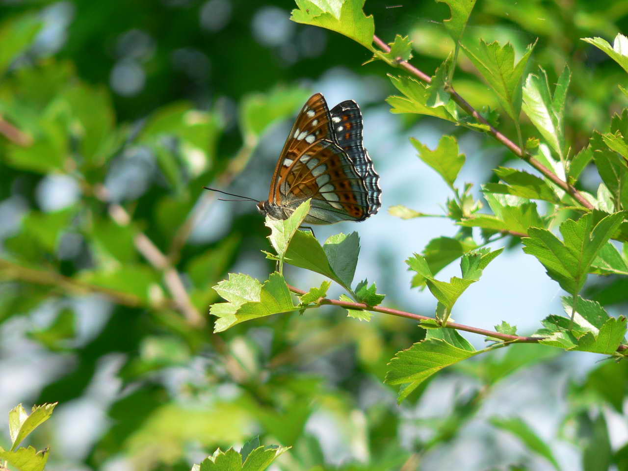 P1060665_resize.JPG