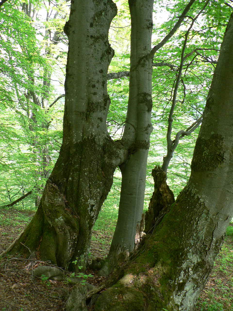 P1080238_resize.JPG