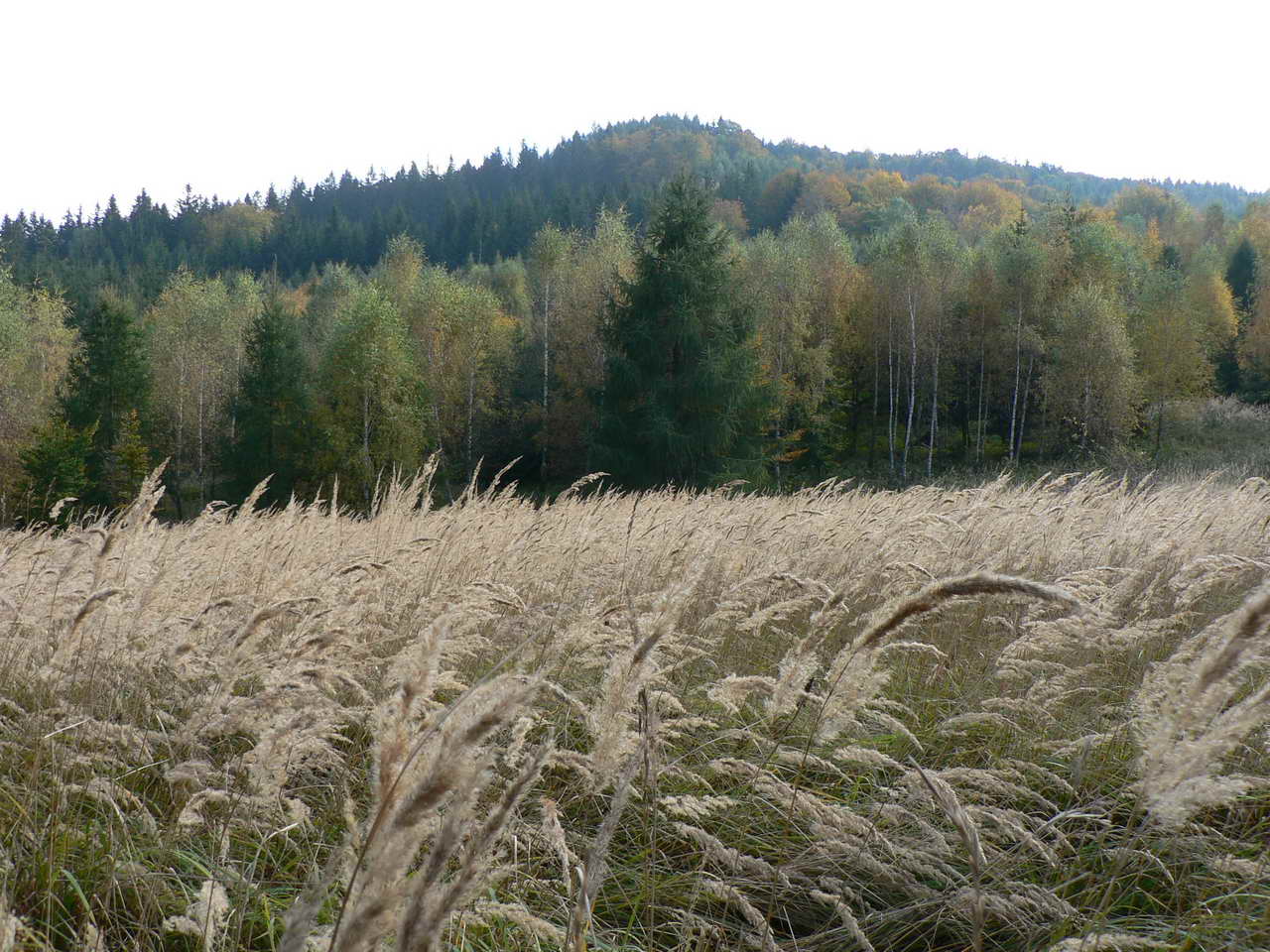 P1040808_resize.JPG