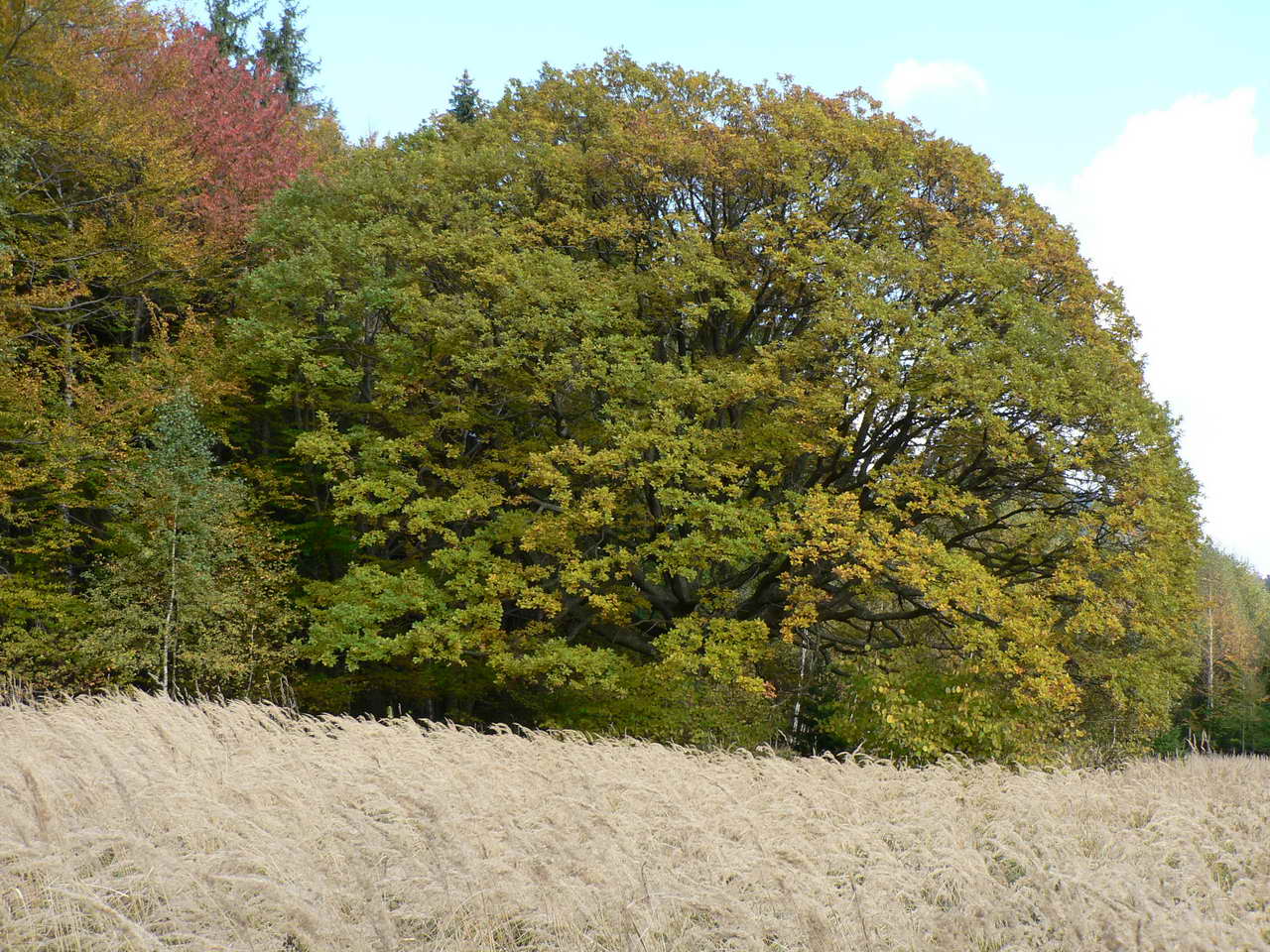 P1040810_resize.JPG