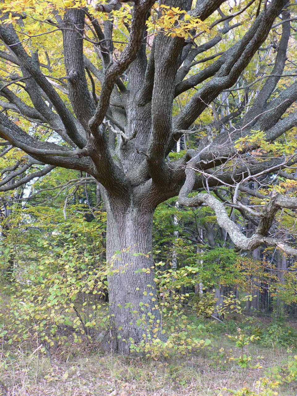 P1040816_resize.JPG