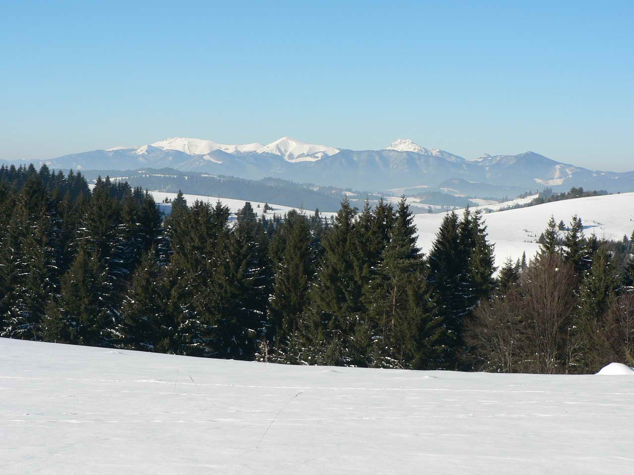 P1000230_resize.JPG
