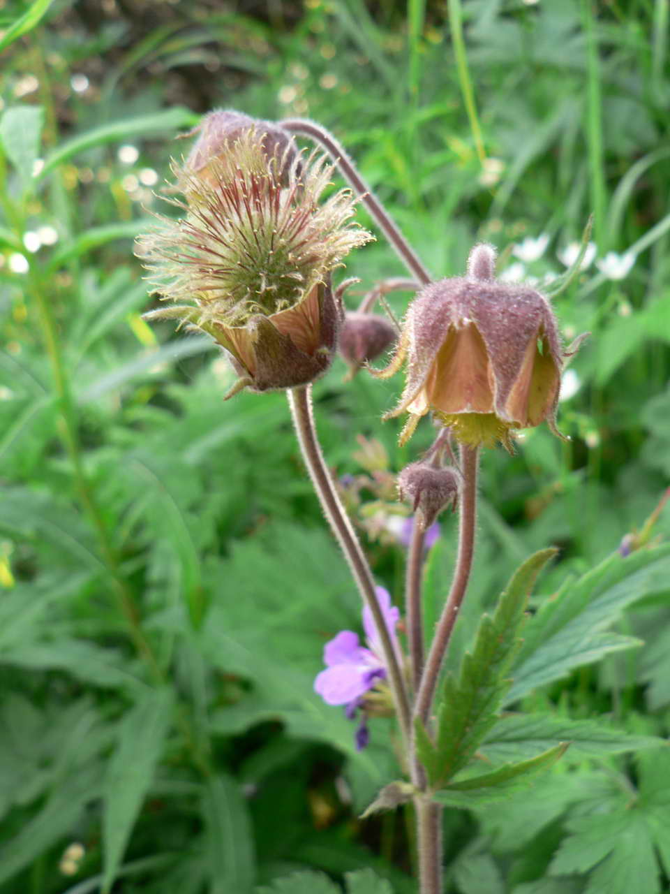 P1030821_resize.JPG
