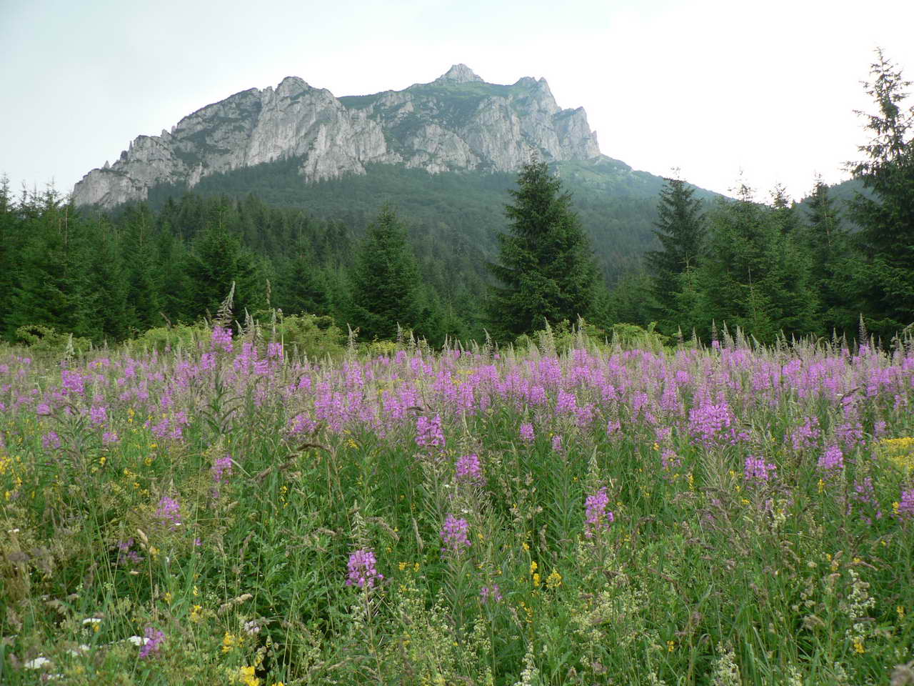 P1030881_resize.JPG