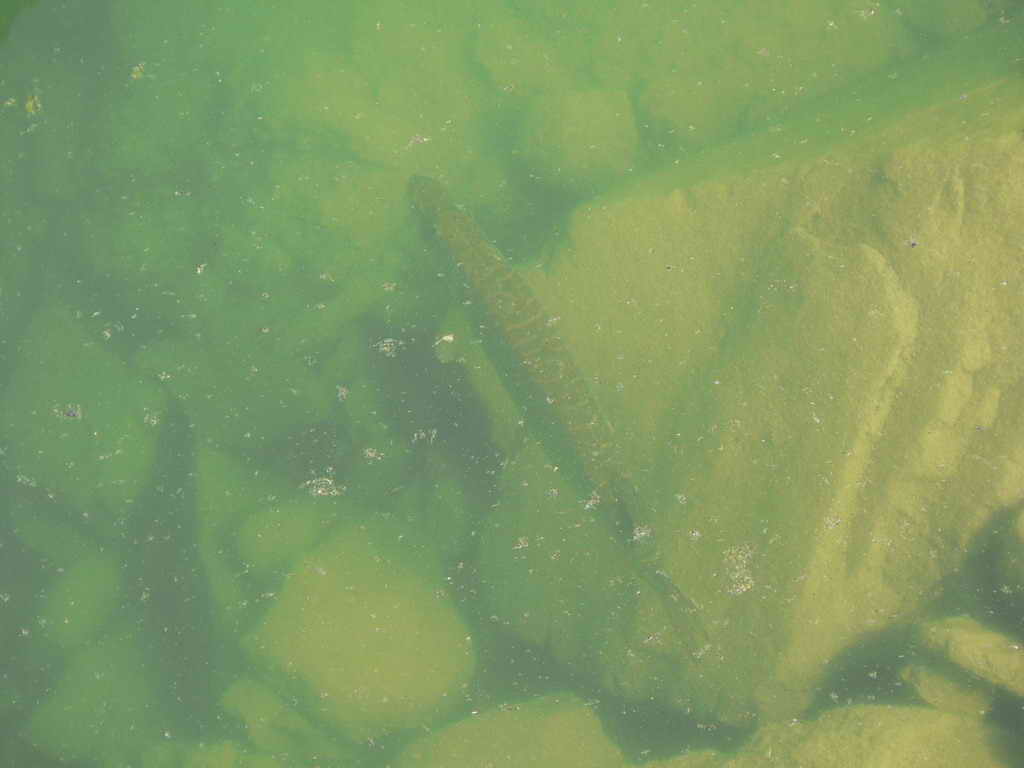 P1070079_resize.jpg